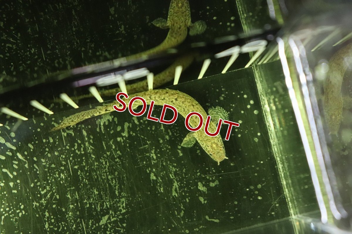 画像3: 【淡水魚】久々入荷 バンドレス ポリプテルス デルヘジィ【1匹】(±8cm)(大型魚)（生体）（熱帯魚）NKＯ (3)