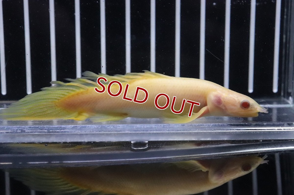 画像2: 【淡水魚】激レア種 セミショート ロングフィン ポリプテルス アルビノセネガルス【1匹 サンプル画像販売】±7-9cm)（生体）（熱帯魚）NKＯ (2)