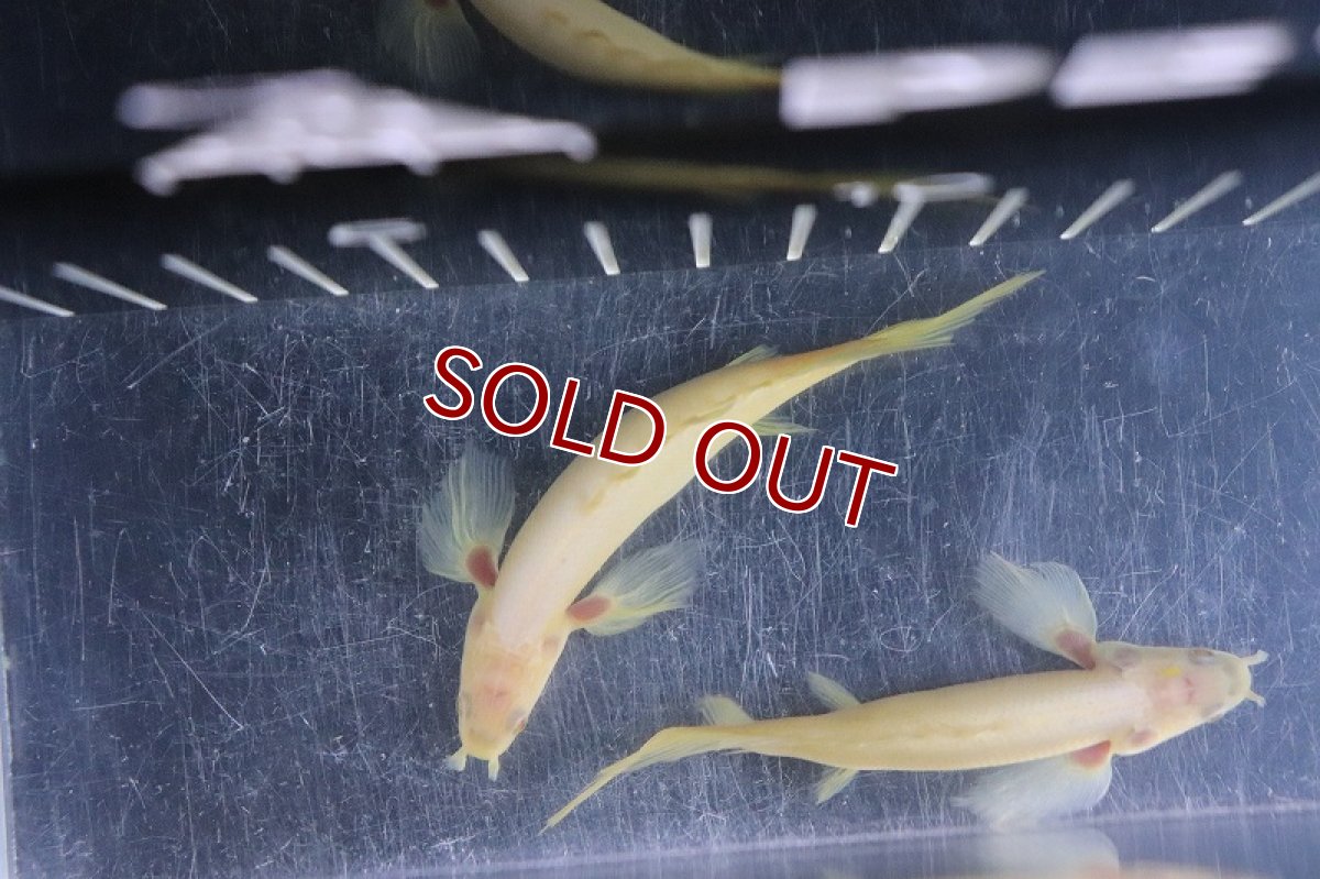 画像4: 【淡水魚】激レア種 セミショート ロングフィン ポリプテルス アルビノセネガルス【1匹 サンプル画像販売】±7-9cm)（生体）（熱帯魚）NKＯ (4)