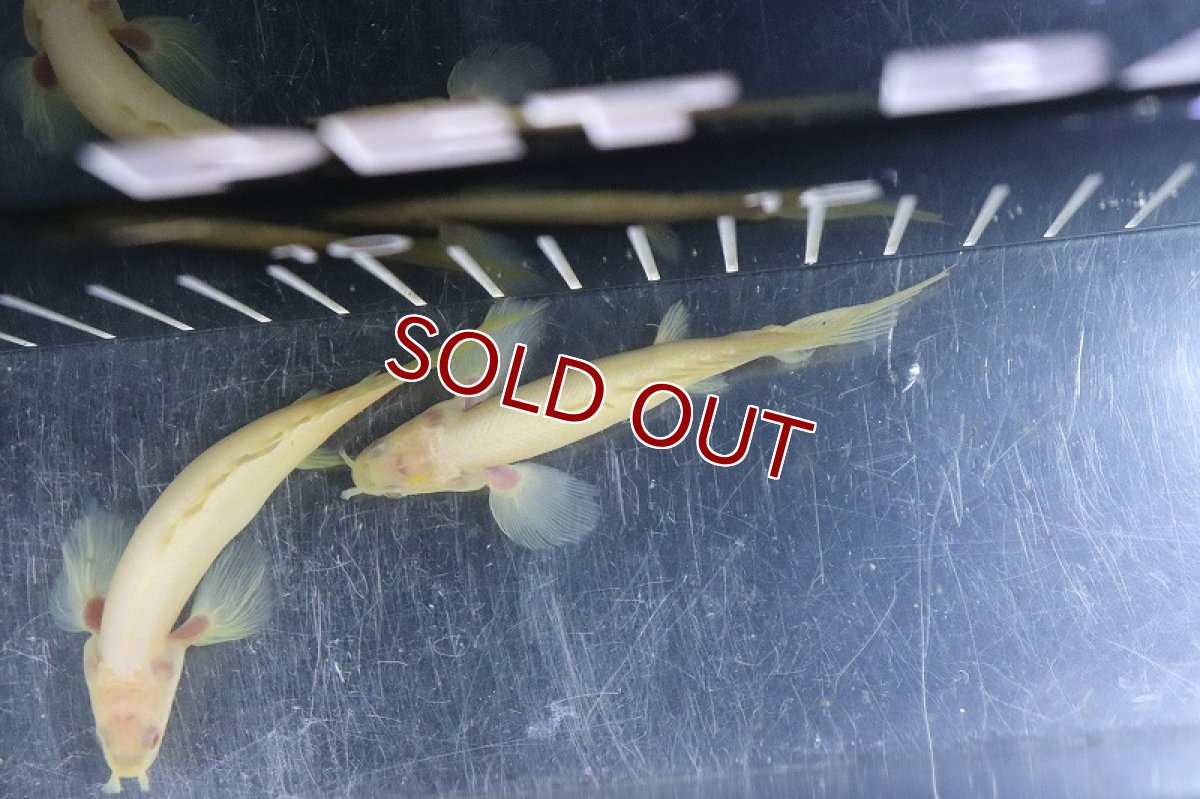 画像5: 【淡水魚】激レア種 セミショート ロングフィン ポリプテルス アルビノセネガルス【1匹 サンプル画像販売】±7-9cm)（生体）（熱帯魚）NKＯ (5)