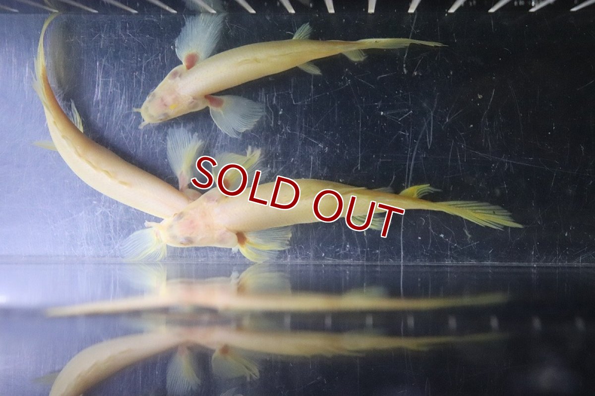 画像6: 【淡水魚】激レア種 セミショート ロングフィン ポリプテルス アルビノセネガルス【1匹 サンプル画像販売】±7-9cm)（生体）（熱帯魚）NKＯ (6)