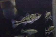 画像1: 【淡水魚】【通販】超大特価 激レア ショートボディ キクラ メラニアエ【１匹 サンプル画像】(±3-5cm)(大型魚)(生体)(淡水)ＮＫＯ (1)