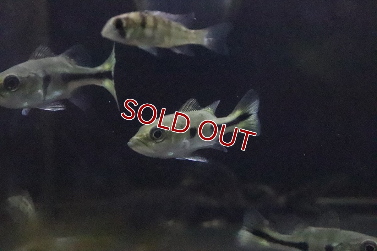 画像3: 【淡水魚】超大特価 激レア ショートボディ キクラ メラニアエ【１匹 サンプル画像】(±3-5cm)(大型魚)(生体)(淡水)ＮＫＯ (3)