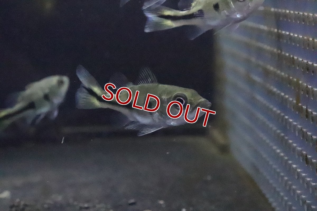 画像4: 【淡水魚】超大特価 激レア ショートボディ キクラ メラニアエ【１匹 サンプル画像】(±3-5cm)(大型魚)(生体)(淡水)ＮＫＯ (4)