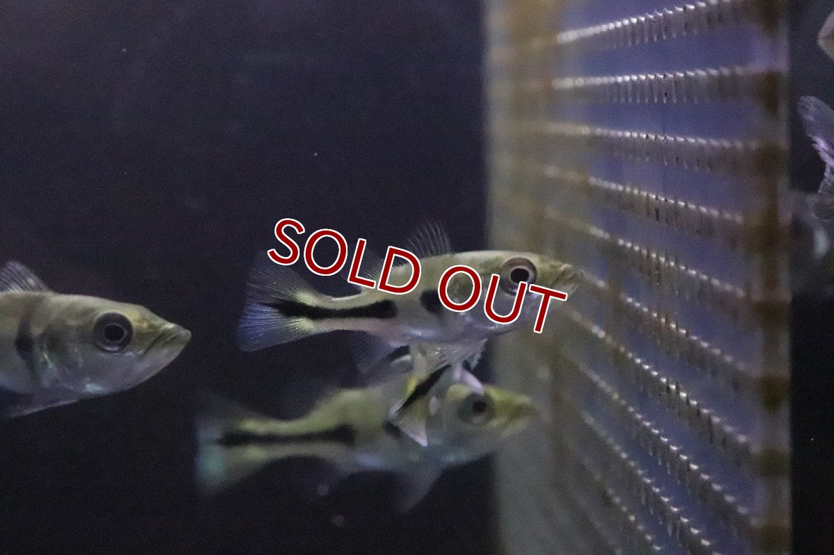 画像5: 【淡水魚】超大特価 激レア ショートボディ キクラ メラニアエ【１匹 サンプル画像】(±3-5cm)(大型魚)(生体)(淡水)ＮＫＯ (5)