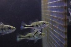 画像5: 【淡水魚】【通販】超大特価 激レア ショートボディ キクラ メラニアエ【１匹 サンプル画像】(±3-5cm)(大型魚)(生体)(淡水)ＮＫＯ (5)