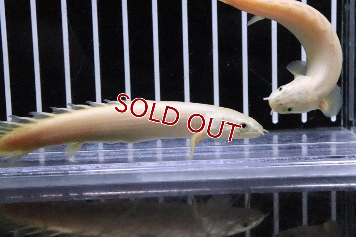 画像2: 【淡水魚】【通販】大特価 ポリプテルス プラチナ セネガルス(上物ゴールデンセネガル)【１匹 サンプル画像】(±9-10cm)(生体)(淡水)ＮＫＯ (2)