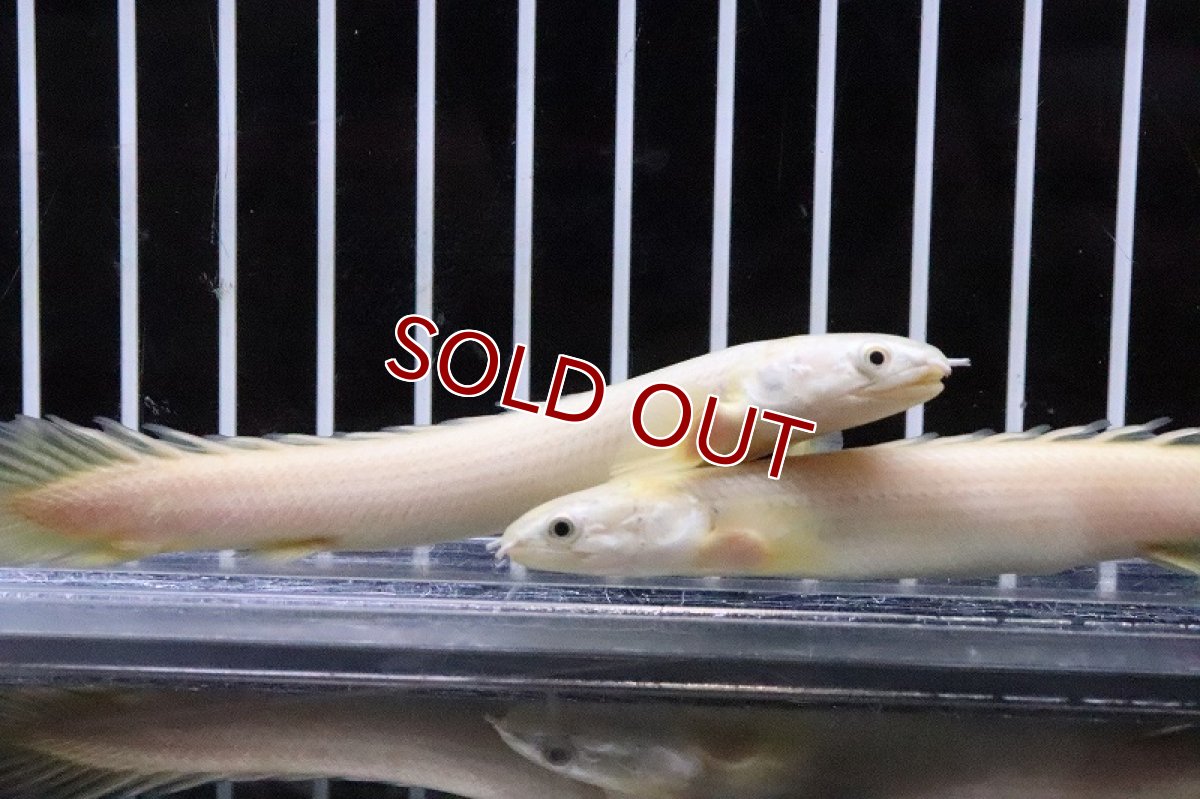 画像3: 【淡水魚】【通販】大特価 ポリプテルス プラチナ セネガルス(上物ゴールデンセネガル)【１匹 サンプル画像】(±9-10cm)(生体)(淡水)ＮＫＯ (3)