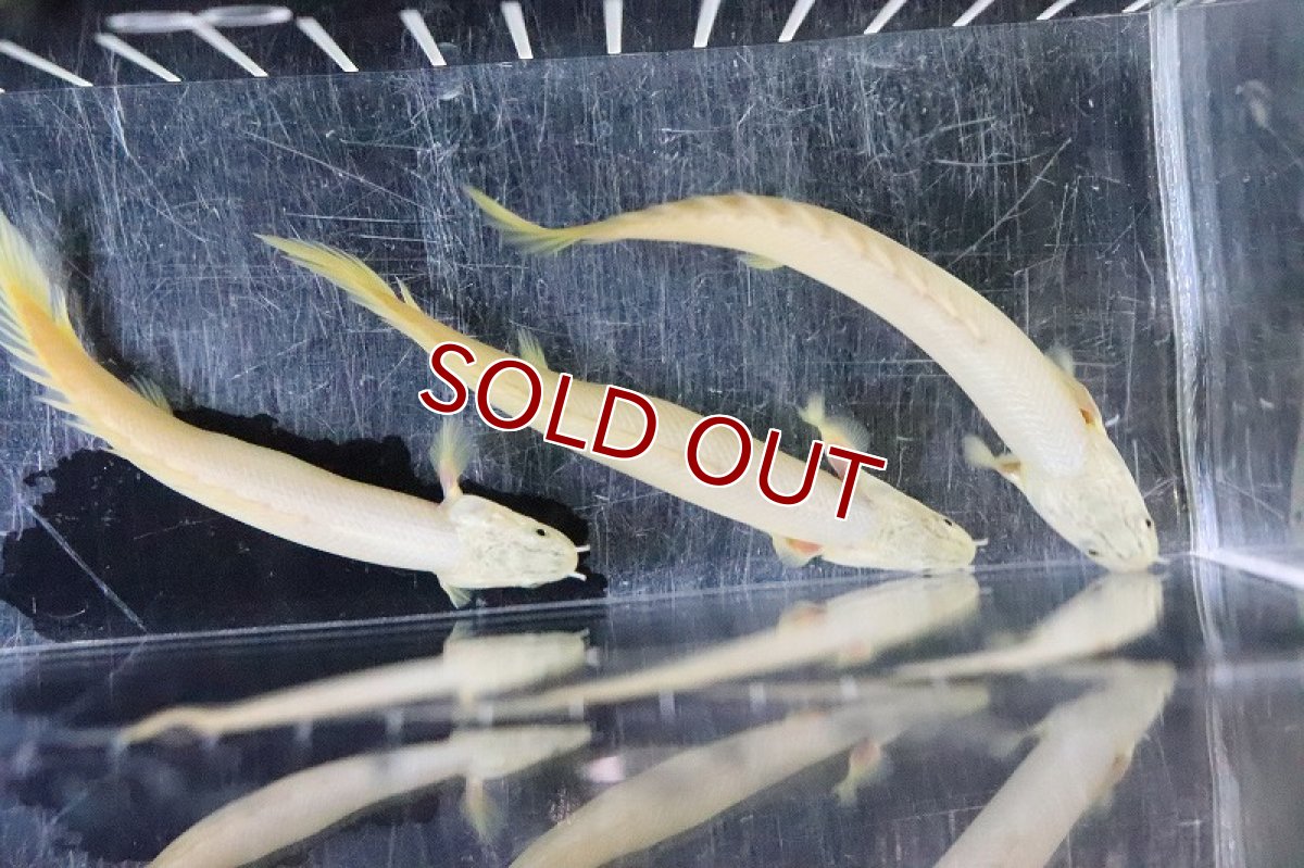 画像4: 【淡水魚】【通販】大特価 ポリプテルス プラチナ セネガルス(上物ゴールデンセネガル)【１匹 サンプル画像】(±9-10cm)(生体)(淡水)ＮＫＯ (4)