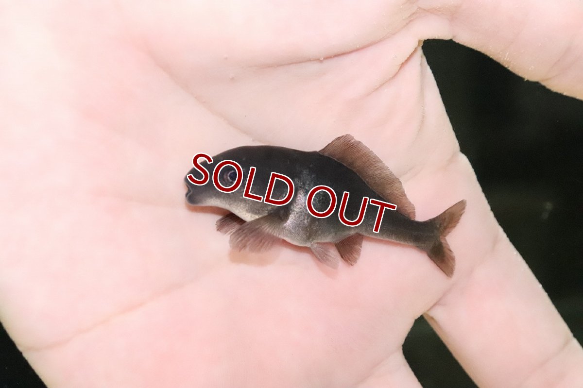 画像2: 【淡水魚】激レア ショートボディ ドルフィンモルミルス【１匹 サンプル画像】(±6ｃｍ)(大型魚)(生体)(淡水)ＮＫＯ (2)