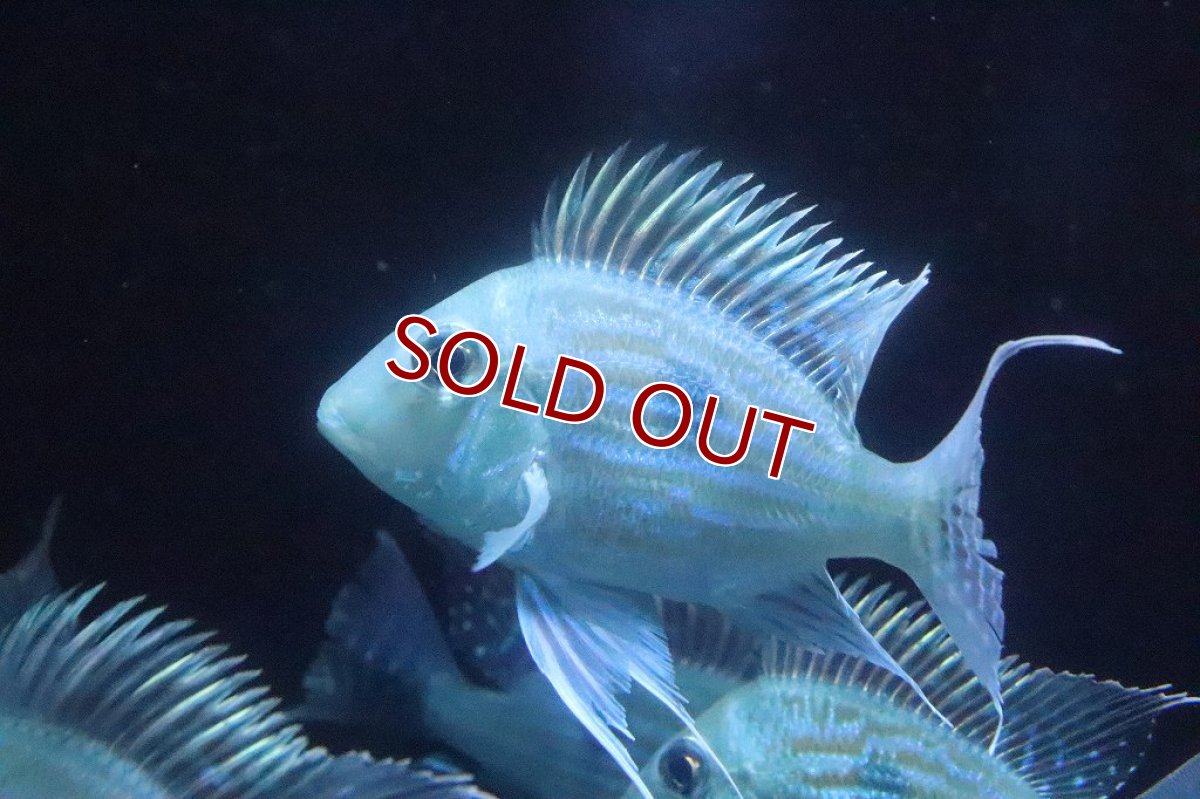 画像2: 【淡水魚】超大特価 ショートボディ レッドゲオファーガス【1匹 サンプル画像】(±10cm)(大型魚)（生体）(熱帯魚)ＮＫＯ (2)