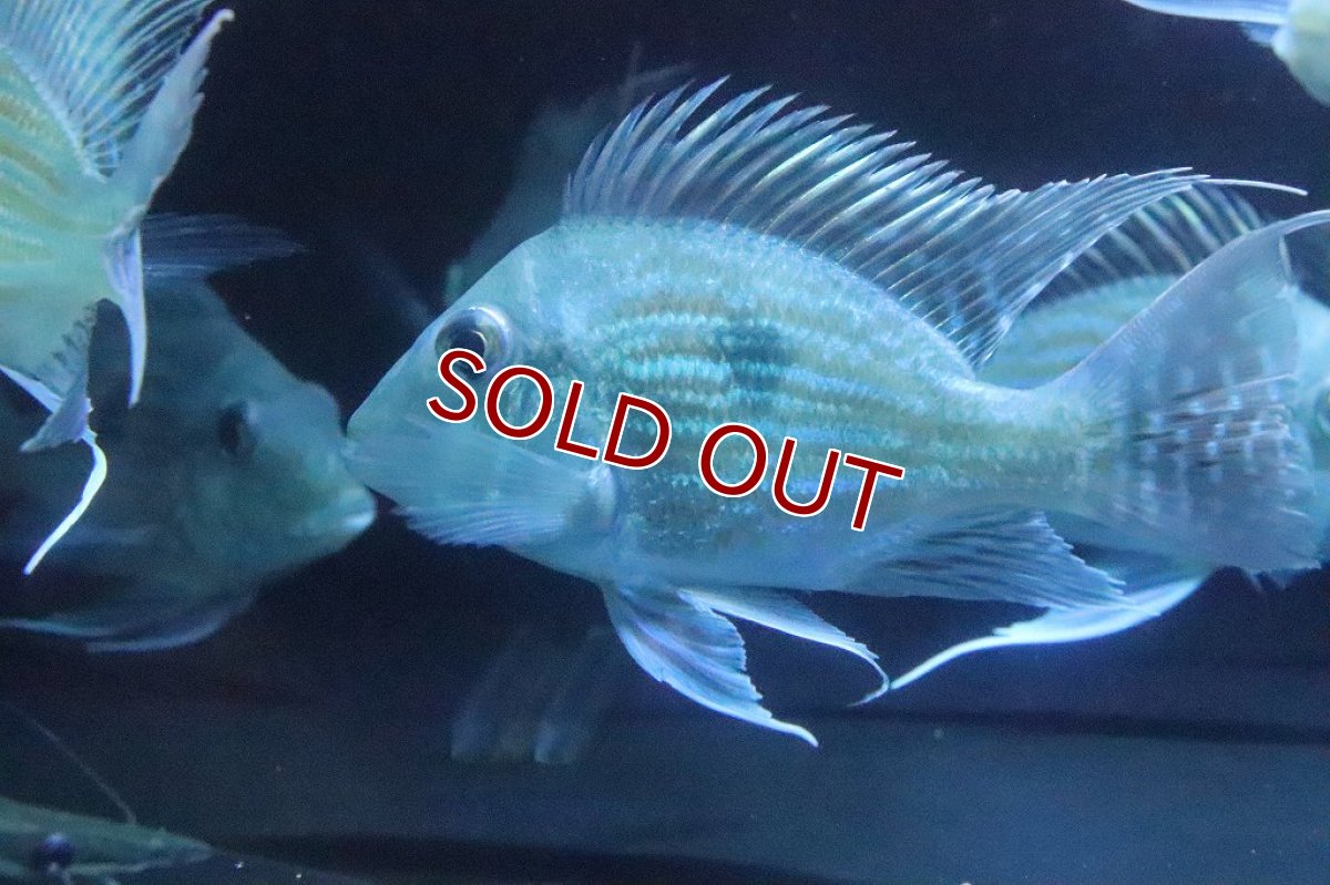 画像3: 【淡水魚】超大特価 ショートボディ レッドゲオファーガス【1匹 サンプル画像】(±10cm)(大型魚)（生体）(熱帯魚)ＮＫＯ (3)