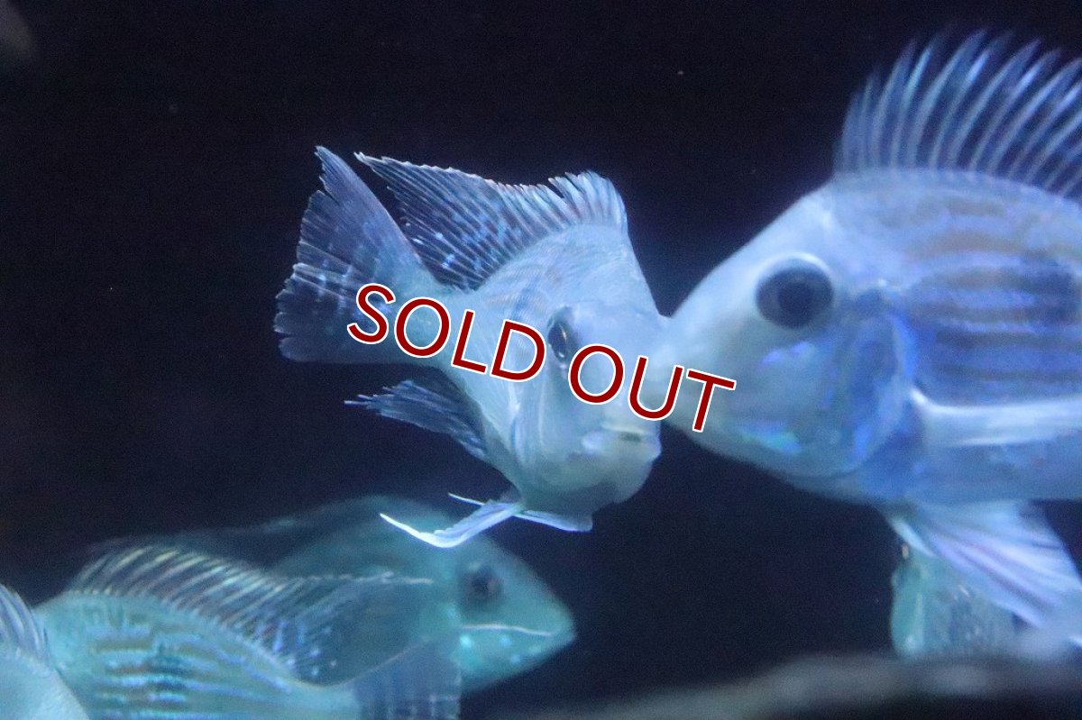 画像4: 【淡水魚】超大特価 ショートボディ レッドゲオファーガス【1匹 サンプル画像】(±10cm)(大型魚)（生体）(熱帯魚)ＮＫＯ (4)