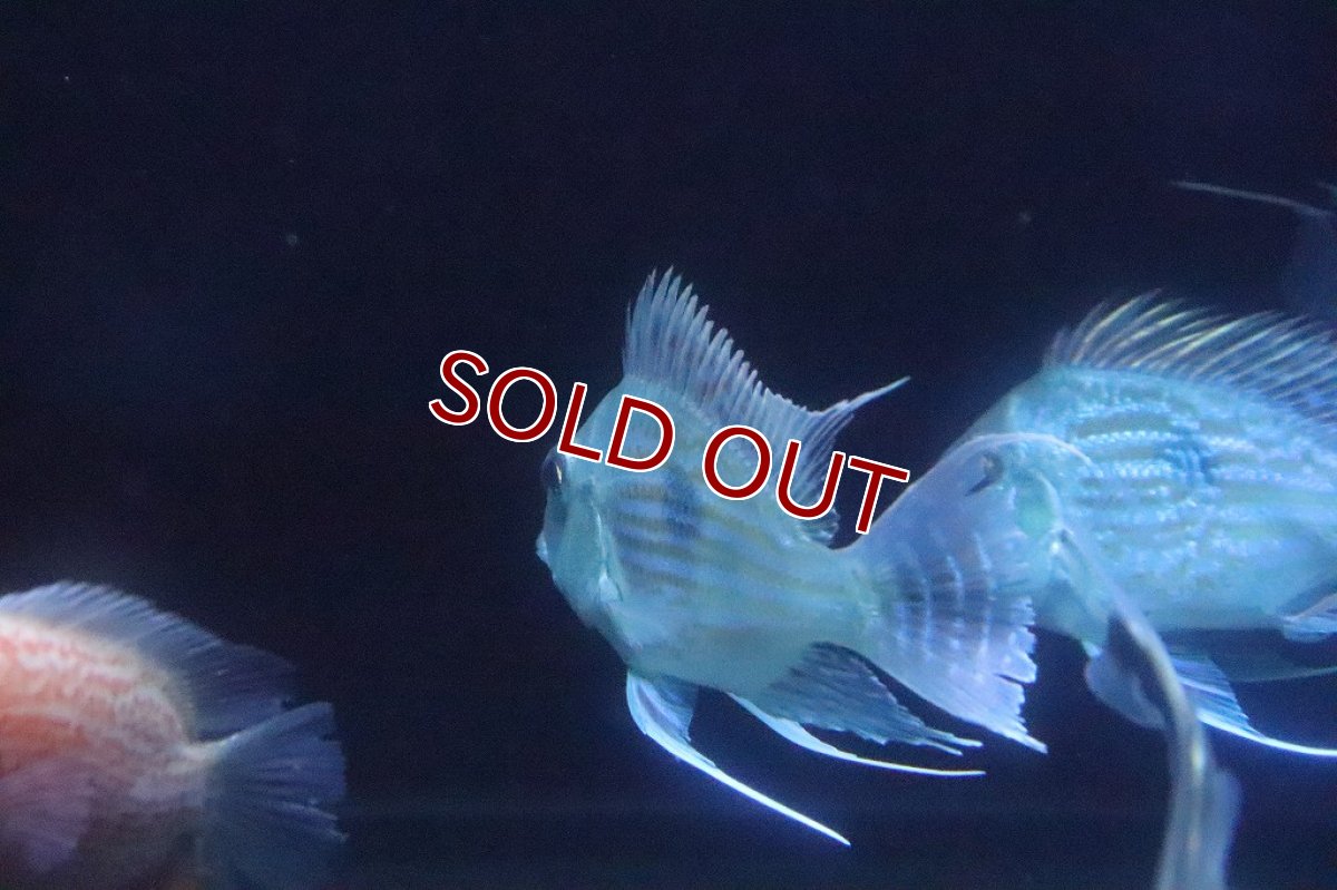 画像5: 【淡水魚】超大特価 ショートボディ レッドゲオファーガス【1匹 サンプル画像】(±10cm)(大型魚)（生体）(熱帯魚)ＮＫＯ (5)