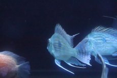 画像5: 【淡水魚】【通販】超大特価 ショートボディ レッドゲオファーガス【1匹 サンプル画像】(±10cm)(大型魚)（生体）(熱帯魚)ＮＫＯ (5)