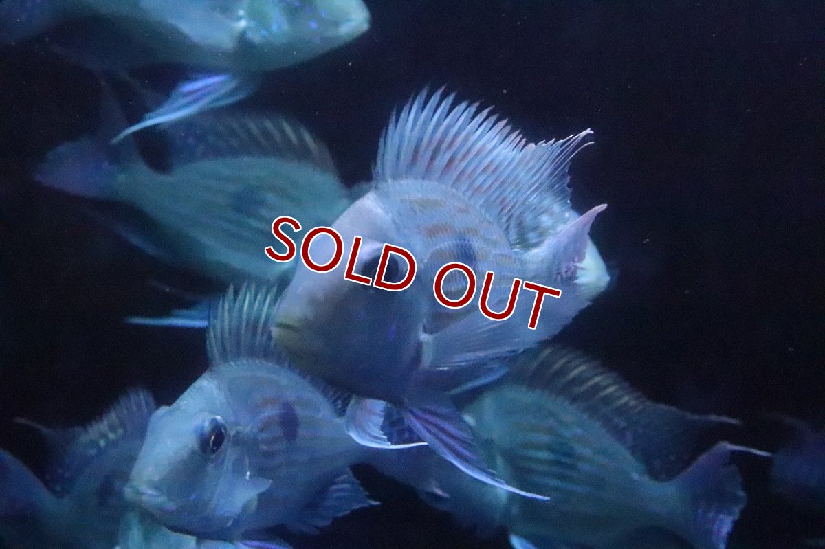 画像6: 【淡水魚】超大特価 ショートボディ レッドゲオファーガス【1匹 サンプル画像】(±10cm)(大型魚)（生体）(熱帯魚)ＮＫＯ (6)