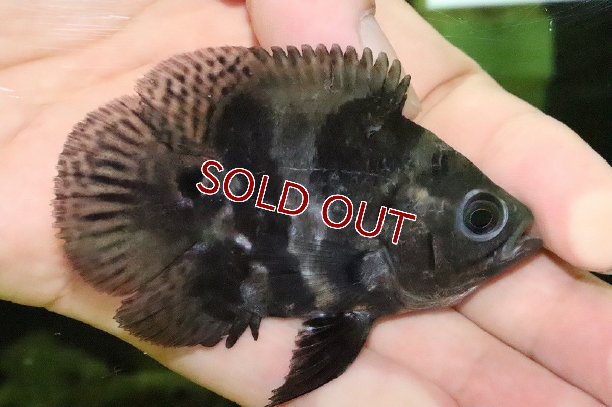 画像2: 【淡水魚】レア種 大特価 ウルトラショートボディ タイガーオスカー(バルーンオスカー)【1匹 サンプル画像】±6-7cm(生体)(熱帯魚)NKO (2)