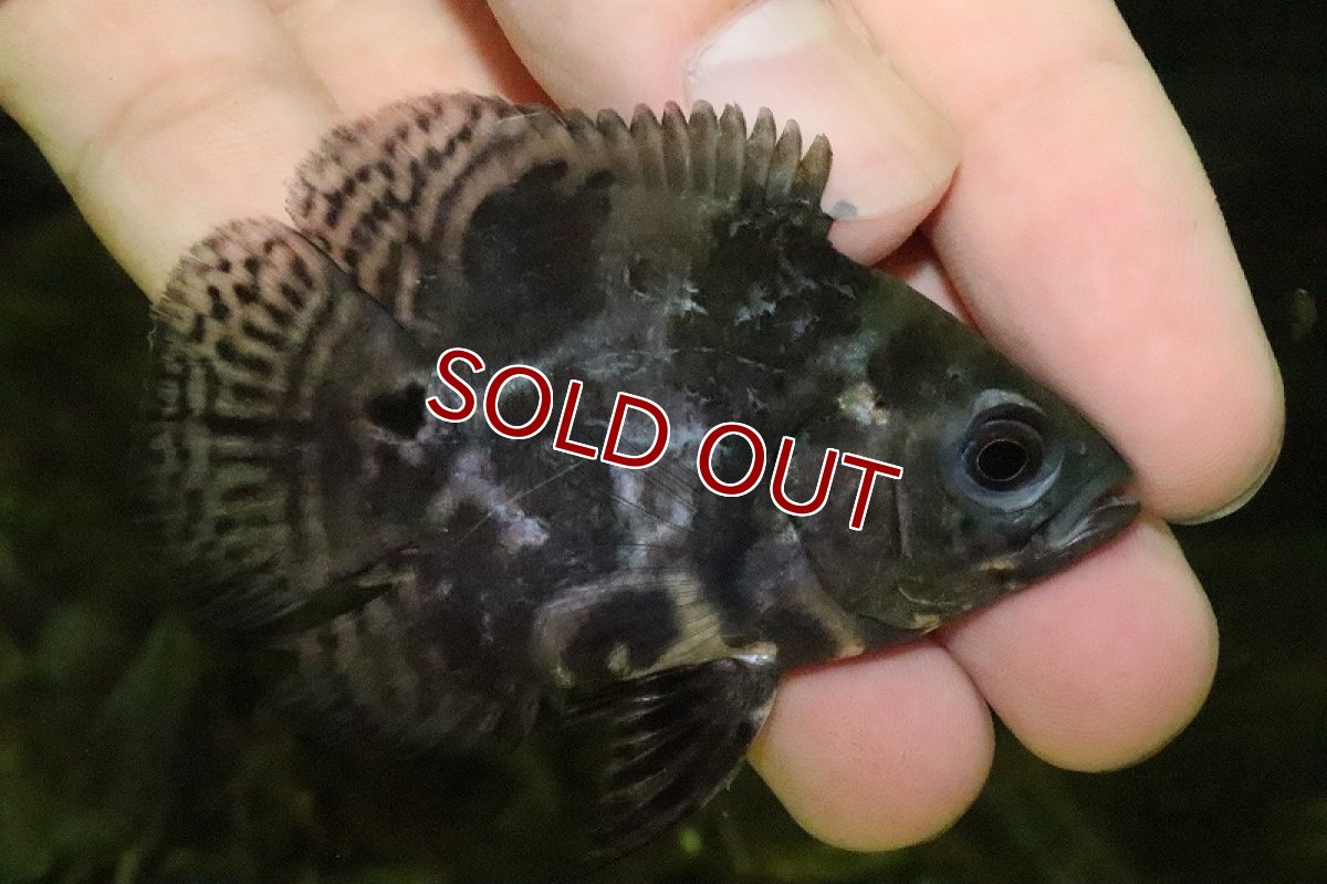 画像3: 【淡水魚】レア種 大特価 ウルトラショートボディ タイガーオスカー(バルーンオスカー)【1匹 サンプル画像】±6-7cm(生体)(熱帯魚)NKO (3)