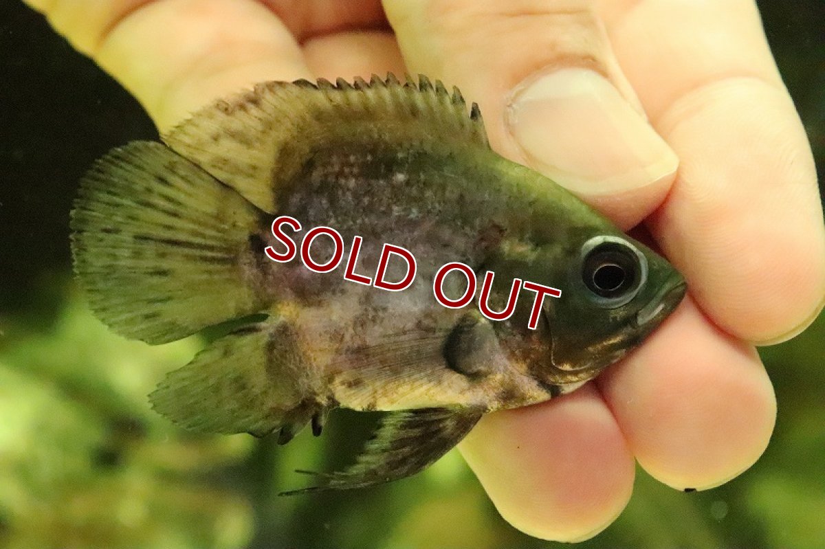 画像3: 【淡水魚】レア種 大特価 ウルトラショートボディ レッドオスカー(バルーンオスカー)【1匹 サンプル画像】(±6ｃｍ)（生体）(熱帯魚)ＮＫＯ (3)