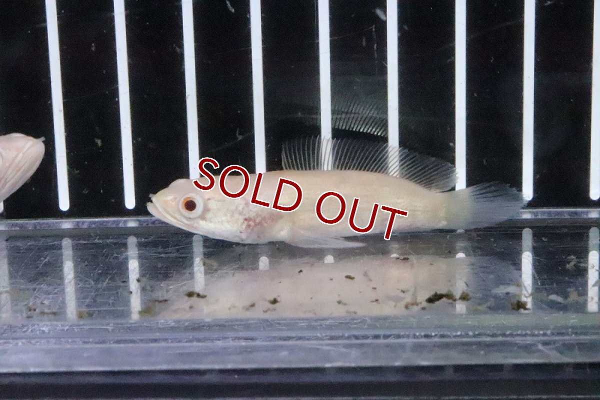 画像2: 【淡水魚】激レア 大特価 ショートボディ アルビノスネークヘッド【1匹 サンプル画像】(±5-6ｃｍ) (2)