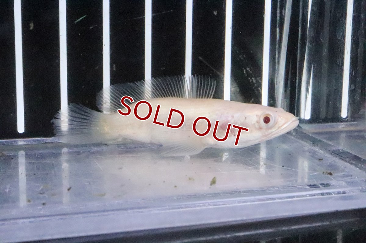 画像3: 【淡水魚】激レア 大特価 ショートボディ アルビノスネークヘッド【1匹 サンプル画像】(±5-6ｃｍ) (3)