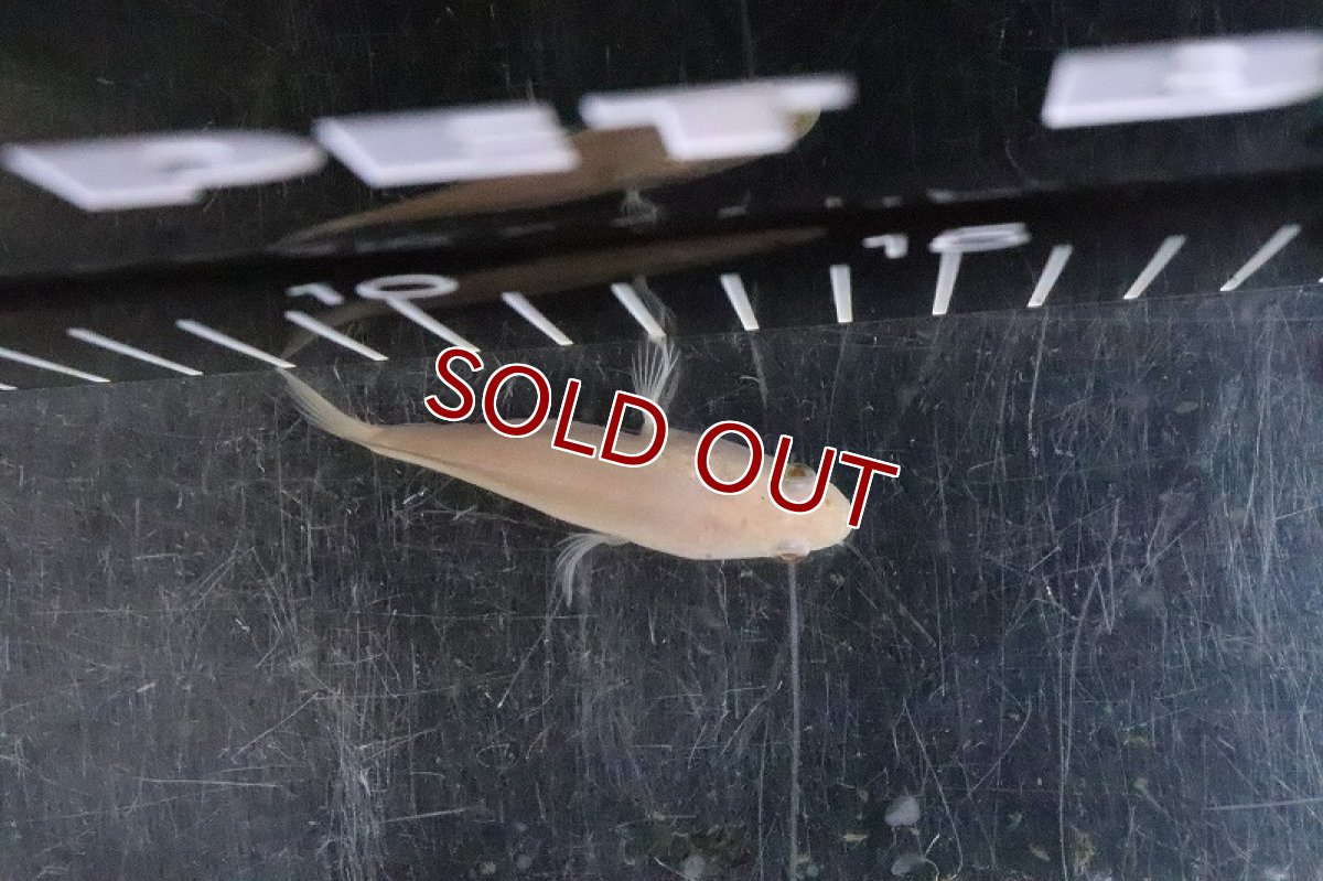 画像4: 【淡水魚】激レア 大特価 ショートボディ アルビノスネークヘッド【1匹 サンプル画像】(±5-6ｃｍ) (4)