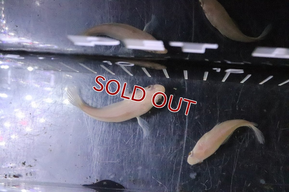 画像5: 【淡水魚】激レア 大特価 ショートボディ アルビノスネークヘッド【1匹 サンプル画像】(±5-6ｃｍ) (5)