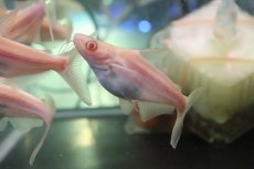 画像1: 【淡水魚】【通販】爆安 訳あり レア種 大きめ ョートボディ アルビノカイヤン【１匹 サンプル画像】(±15-20cm)(生体)(熱帯魚)NKO (1)