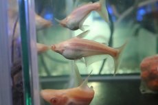 画像2: 【淡水魚】【通販】レア種 ショートボディ アルビノカイヤン【１匹 サンプル画像】(±7-10cm)(大型魚)(生体)(熱帯魚)NKO (2)