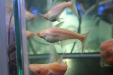 画像2: 【淡水魚】【通販】爆安 訳あり レア種 大きめ ョートボディ アルビノカイヤン【１匹 サンプル画像】(±15-20cm)(生体)(熱帯魚)NKO (2)