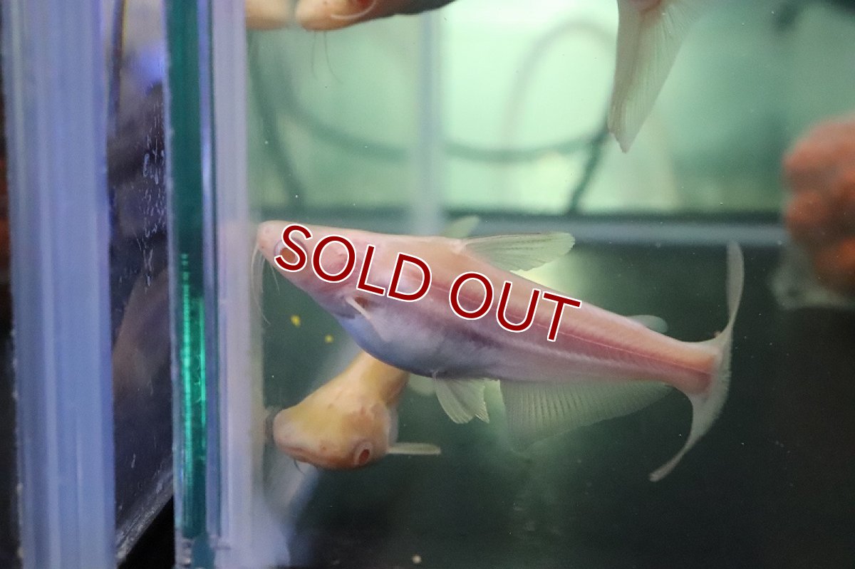 画像3: 【淡水魚】【通販】爆安 訳あり レア種 大きめ ョートボディ アルビノカイヤン【１匹 サンプル画像】(±15-20cm)(生体)(熱帯魚)NKO (3)