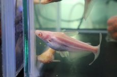 画像3: 【淡水魚】【通販】爆安 訳あり レア種 大きめ ョートボディ アルビノカイヤン【１匹 サンプル画像】(±15-20cm)(生体)(熱帯魚)NKO (3)