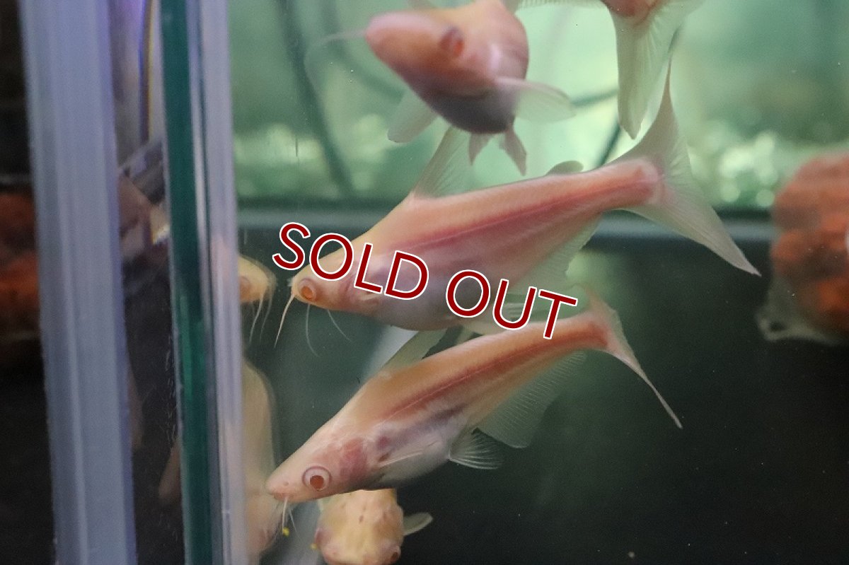 画像4: 【淡水魚】【通販】爆安 訳あり レア種 大きめ ョートボディ アルビノカイヤン【１匹 サンプル画像】(±15-20cm)(生体)(熱帯魚)NKO (4)