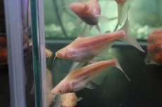 画像4: 【淡水魚】【通販】爆安 訳あり レア種 大きめ ョートボディ アルビノカイヤン【１匹 サンプル画像】(±15-20cm)(生体)(熱帯魚)NKO (4)