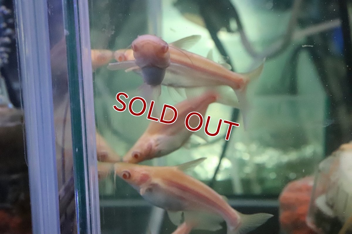 画像5: 【淡水魚】【通販】爆安 訳あり レア種 大きめ ョートボディ アルビノカイヤン【１匹 サンプル画像】(±15-20cm)(生体)(熱帯魚)NKO (5)