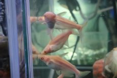 画像5: 【淡水魚】【通販】爆安 訳あり レア種 大きめ ョートボディ アルビノカイヤン【１匹 サンプル画像】(±15-20cm)(生体)(熱帯魚)NKO (5)
