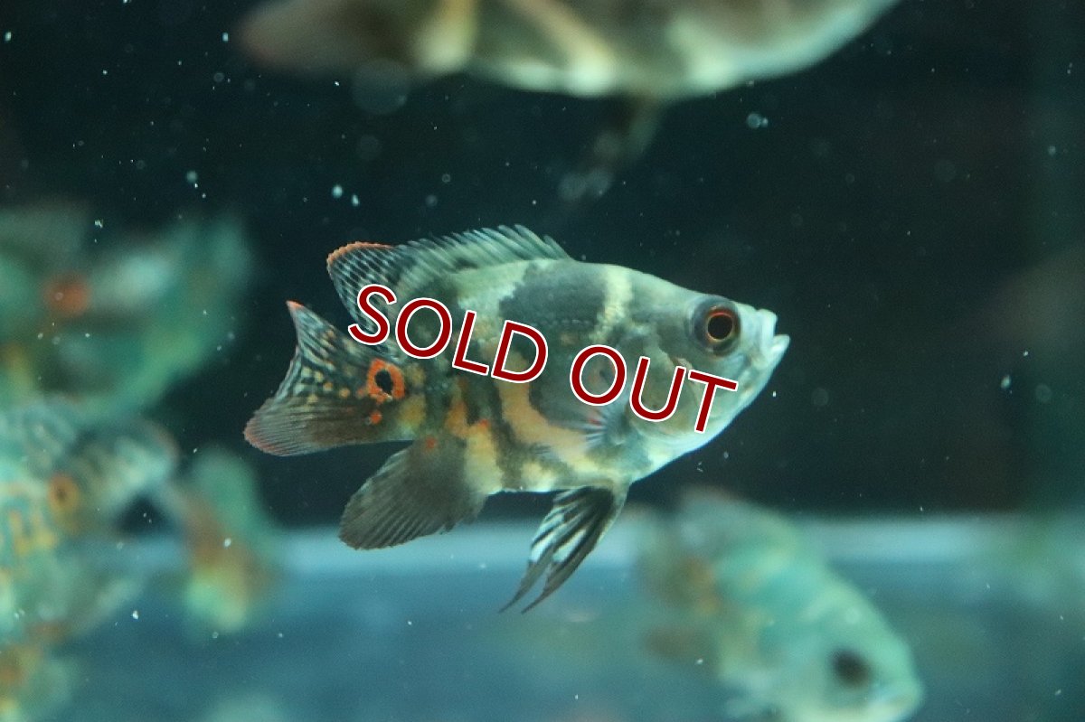 画像2: 【淡水魚】久々入荷 ショートボディ レッドタイガーオスカー【1匹 サンプル画像】(±5-6cm)(大型魚)(生体)(熱帯魚)NKO (2)