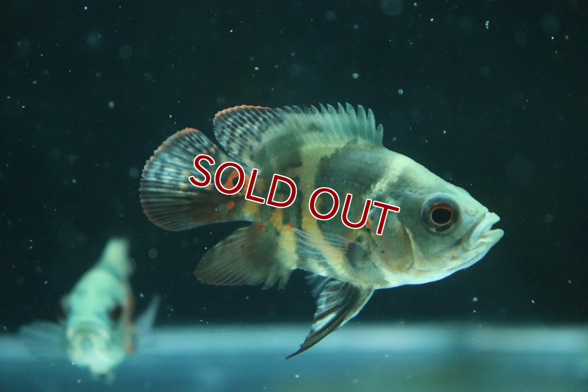 画像3: 【淡水魚】久々入荷 ショートボディ レッドタイガーオスカー【1匹 サンプル画像】(±5-6cm)(大型魚)(生体)(熱帯魚)NKO (3)