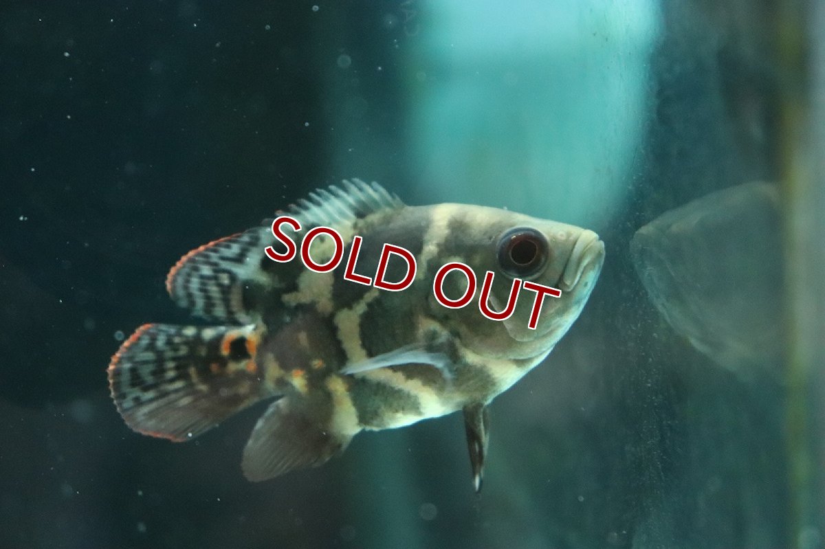 画像4: 【淡水魚】久々入荷 ショートボディ レッドタイガーオスカー【1匹 サンプル画像】(±5-6cm)(大型魚)(生体)(熱帯魚)NKO (4)