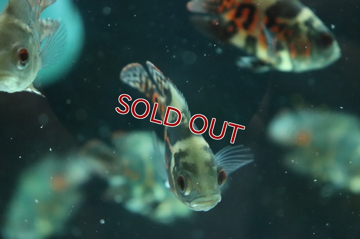 画像5: 【淡水魚】久々入荷 ショートボディ レッドタイガーオスカー【1匹 サンプル画像】(±5-6cm)(大型魚)(生体)(熱帯魚)NKO (5)