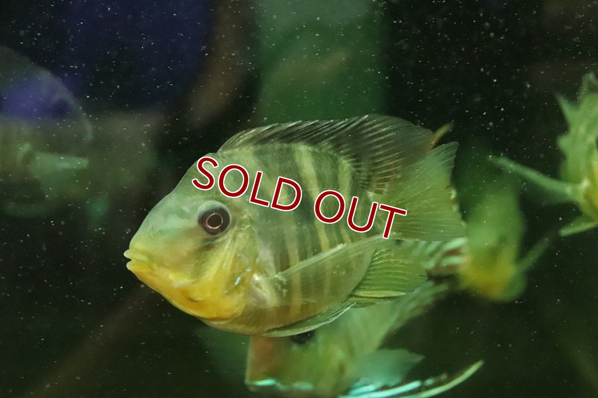 画像2: 【淡水魚】日本初入荷？ 超激レア バルーン ギノムゲオファーガス バルサニイ【1匹 サンプル画像】(±6-8cm)(生体)(熱帯魚)NKO (2)