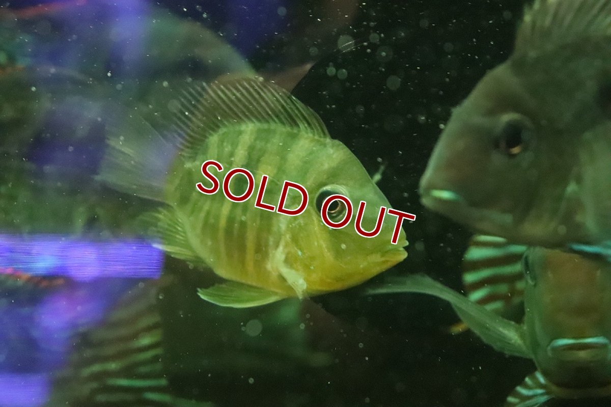 画像3: 【淡水魚】日本初入荷？ 超激レア バルーン ギノムゲオファーガス バルサニイ【1匹 サンプル画像】(±6-8cm)(生体)(熱帯魚)NKO (3)