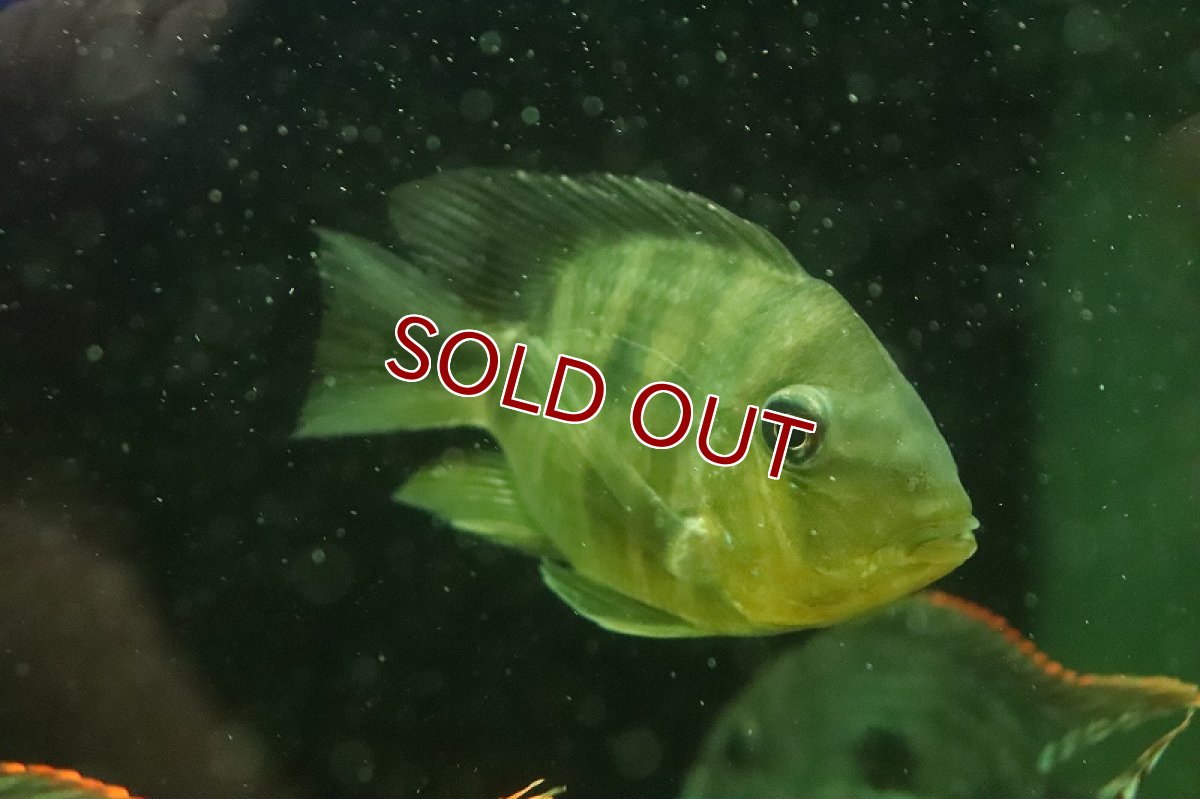 画像4: 【淡水魚】日本初入荷？ 超激レア バルーン ギノムゲオファーガス バルサニイ【1匹 サンプル画像】(±6-8cm)(生体)(熱帯魚)NKO (4)