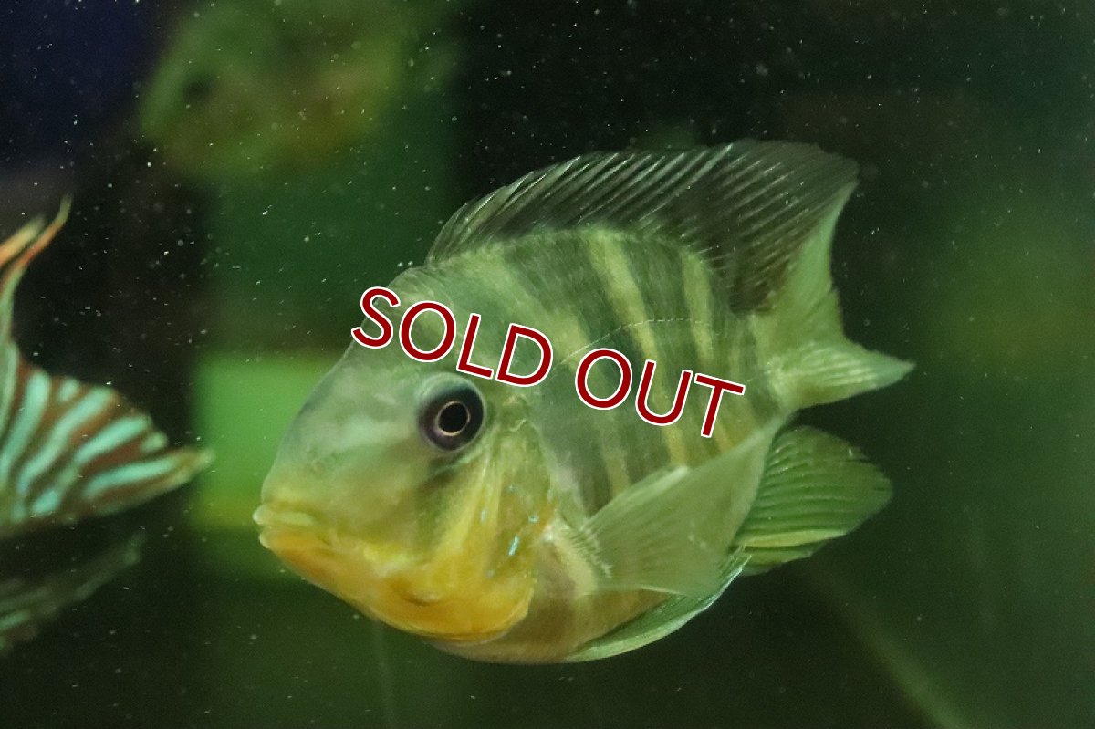 画像5: 【淡水魚】日本初入荷？ 超激レア バルーン ギノムゲオファーガス バルサニイ【1匹 サンプル画像】(±6-8cm)(生体)(熱帯魚)NKO (5)