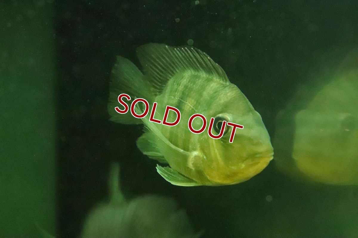 画像6: 【淡水魚】日本初入荷？ 超激レア バルーン ギノムゲオファーガス バルサニイ【1匹 サンプル画像】(±6-8cm)(生体)(熱帯魚)NKO (6)