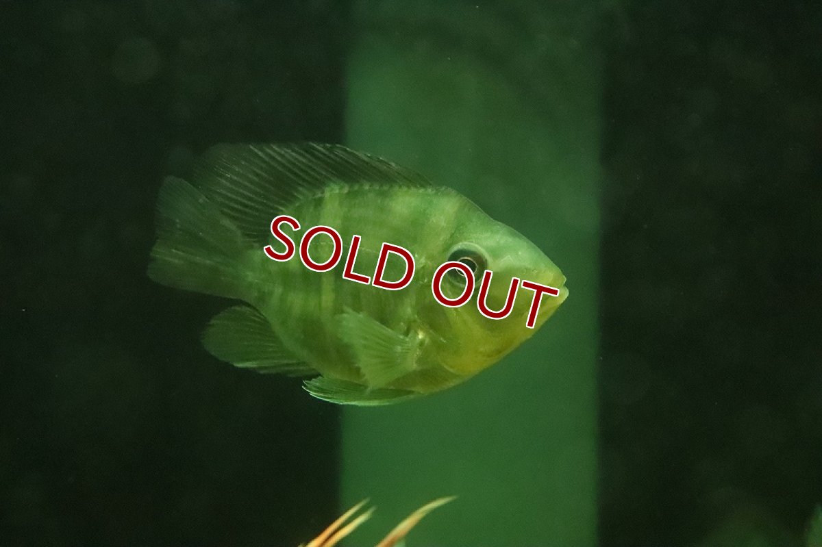 画像7: 【淡水魚】日本初入荷？ 超激レア バルーン ギノムゲオファーガス バルサニイ【1匹 サンプル画像】(±6-8cm)(生体)(熱帯魚)NKO (7)