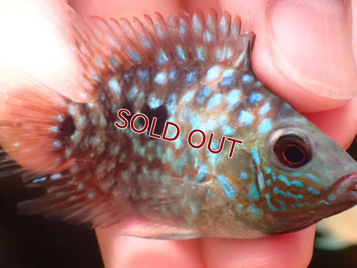 画像2: 【淡水魚】バルーンテキサスシクリット【1匹 サンプル画像】(±5-6cm)（大型魚）（生体）（熱帯魚）NKO (2)