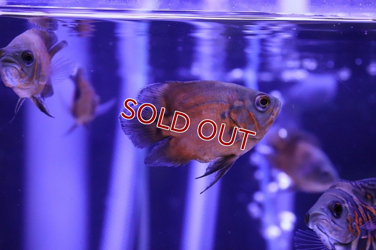 画像2: 【淡水魚】【通販】ショートボディ レッドオスカー【1匹 サンプル画像】(±7-10cm)（大型魚）（生体）（熱帯魚）NKO (2)