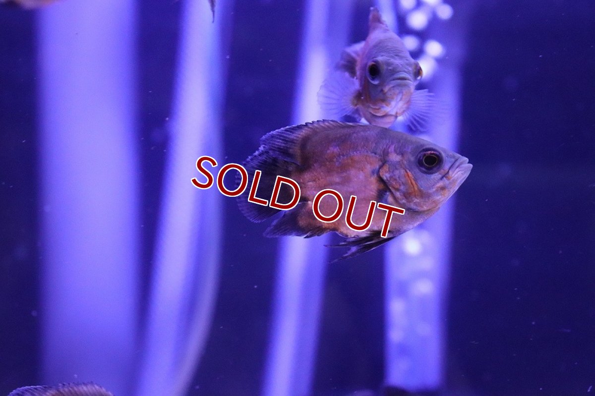 画像3: 【淡水魚】【通販】ショートボディ レッドオスカー【1匹 サンプル画像】(±7-10cm)（大型魚）（生体）（熱帯魚）NKO (3)