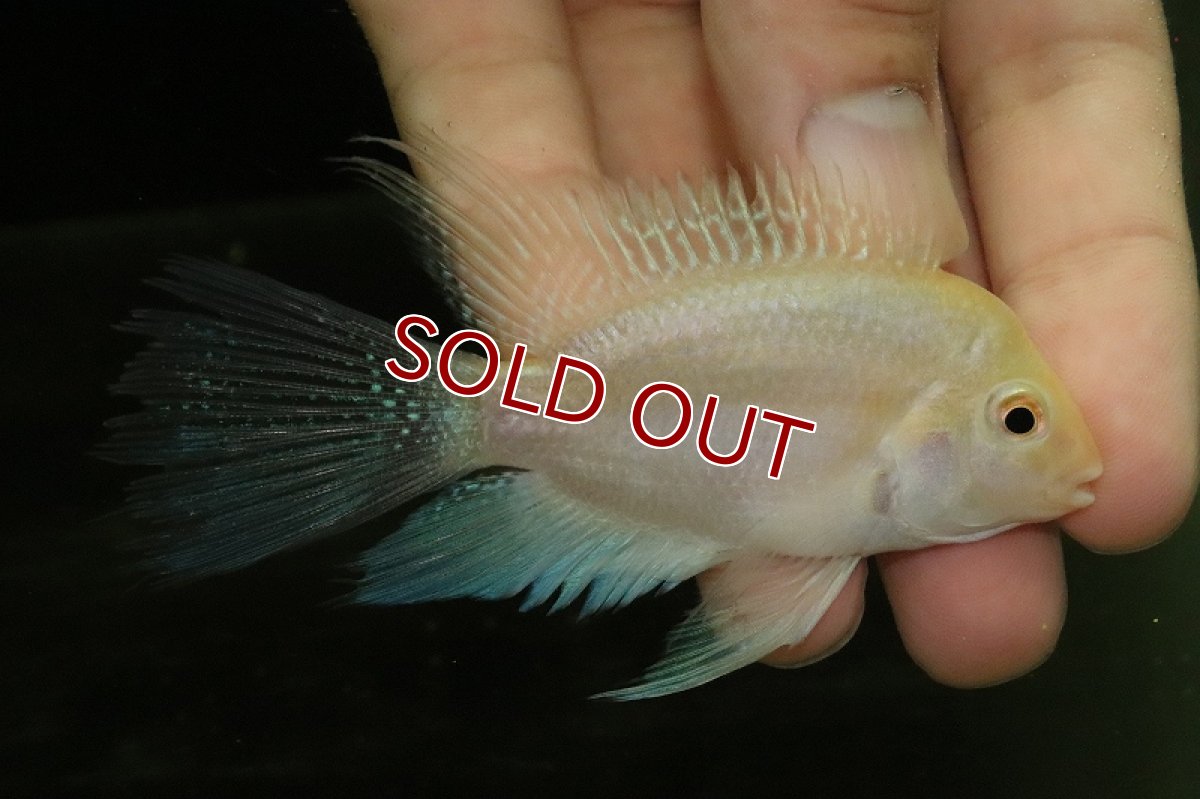 画像2: 【淡水魚】【通販】激レア 爆安 ロングフィン ホワイトメタリックブルーパロット【1匹 サンプル画像】(±5-6cm)（生体）（熱帯魚）NKO (2)